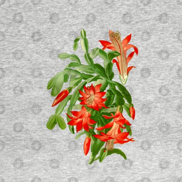 Christmas Cactus - Epiphyllum Truncatum - Botanical Illustration by chimakingthings